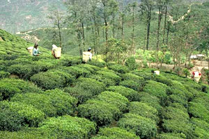 A landscape of Darjeeling